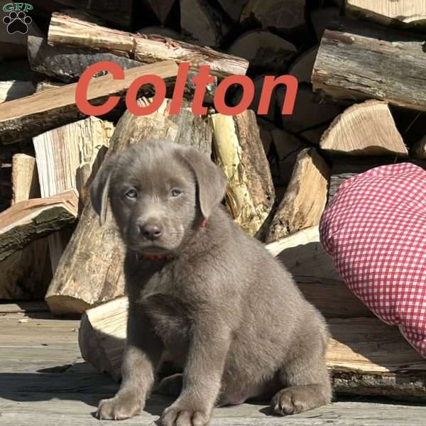 Colton, Silver Labrador Retriever Puppy